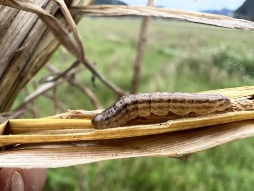 The rice stem borer is coming!