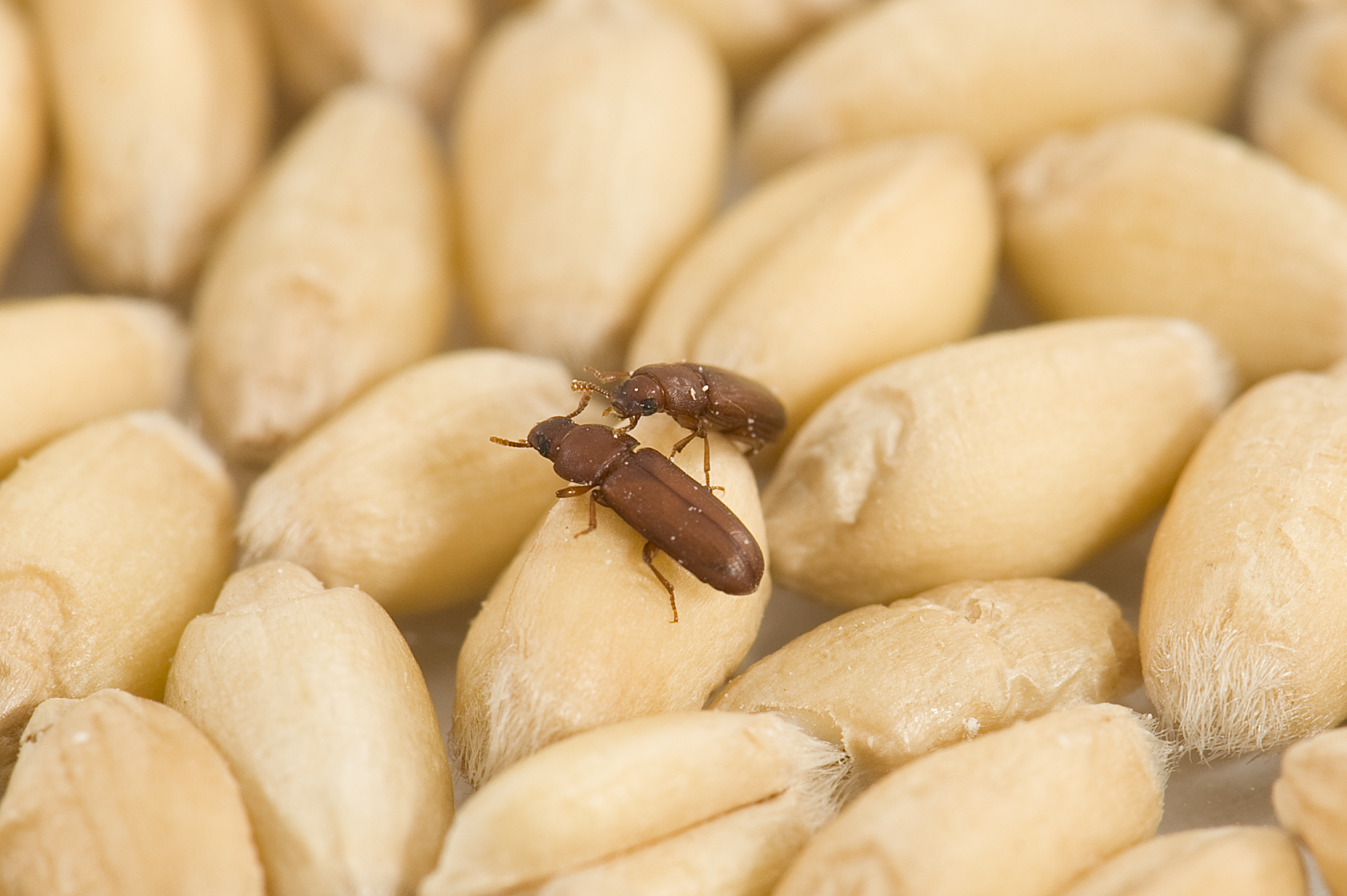 Stored Grain Insect Indentify