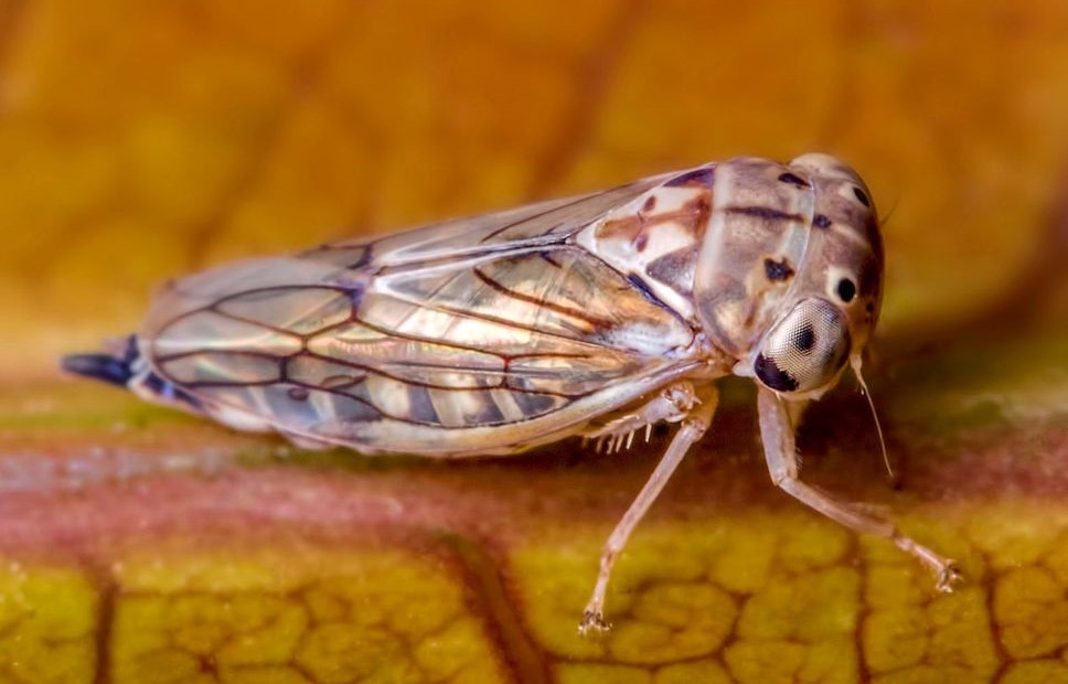 A highly effective insecticide against Mango hoppers