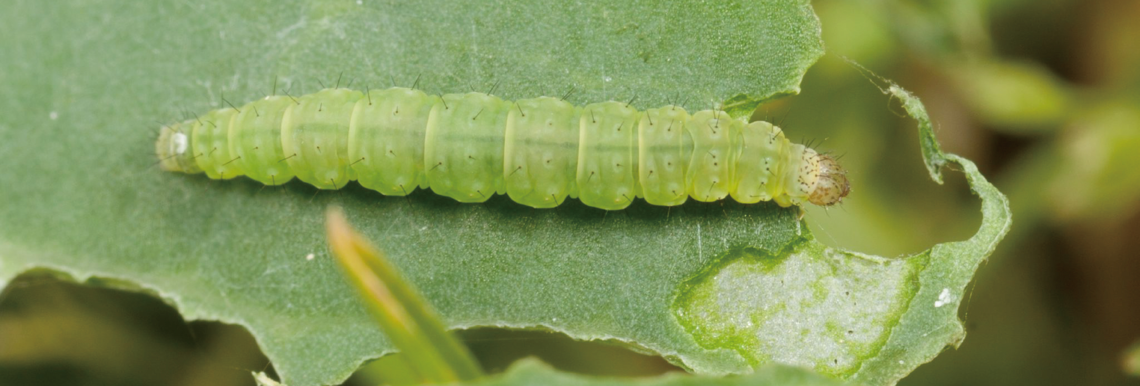 How Diamondback moth harms vegetables