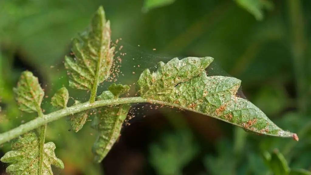 Tomato pests identify