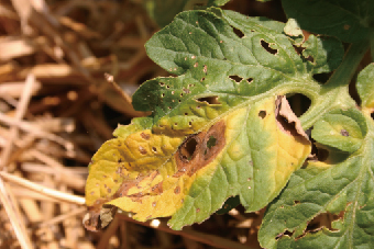 Tomato Diseases - Identify