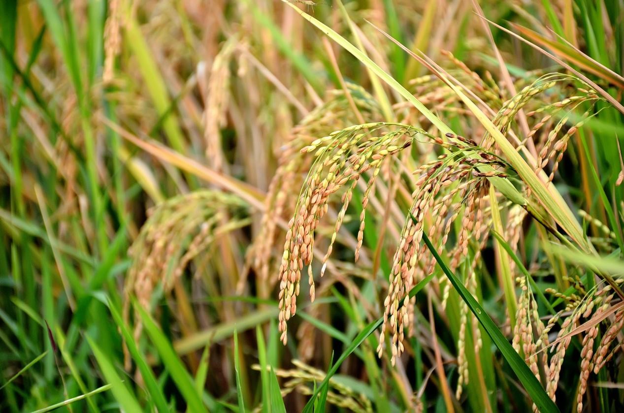 How to Identify Rice and Barnyard Grass?