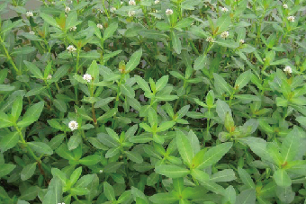 Different Types of Weeds in Rice Fields and the Key to Weed Control