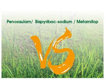 The difference between Penoxsulam, Bispyribac-sodium and Metamifop
