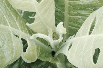 How to Control tobacco budworm on peppers？