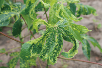 Devastating Infectious Diseases | Cassava mosaic virus