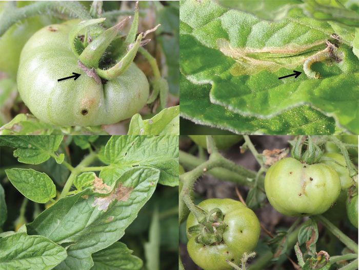 Tomato Destructive Pest - Tuta Absoluta