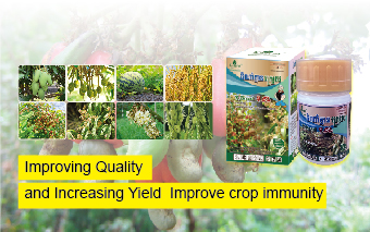 KENVOS K-Brassi 4 SL- Novel plant growth regulator 